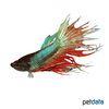 Betta splendens 'Crowntail' Kampffisch Crowntail