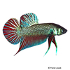 Betta mahachaiensis Mahachai-Kampffisch