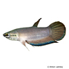 Betta falx Sumatra-Kampffisch