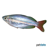Melanotaenia australis Westlicher Regenbogenfisch