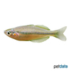 Melanotaenia herbertaxelrodi Lake Tebera-Regenbogenfisch