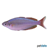 Melanotaenia trifasciata Juwelen-Regenbogenfisch