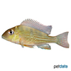 Geophagus proximus Surinam-Perlfisch