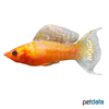 Poecilia latipinna var. Molly Gold Lyra