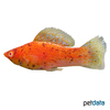 Poecilia latipinna var. Molly Marmor Rot