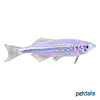 Devario aequipinnatus Riesen-Danio