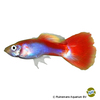 Poecilia reticulata var. Guppy Neon Flamingo Rot