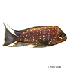 Petrochromis trewavasae Filamentflossen Buntbarsch