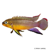 Pelvicachromis kribensis 'Nyete' Streifenprachtbarsch Nyete