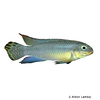 Pelvicachromis taeniatus 'Nigeria-Green' Smaragdprachtbarsch Nigeria-Grün