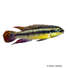 Pelvicachromis kribensis 'Moliwe' Streifenprachtbarsch Moliwe