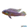 Pelvicachromis taeniatus 'Nigeria-Yellow' Smaragdprachtbarsch Nigeria-Gelb