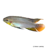 Pelvicachromis roloffi Roloffs Prachtbarsch