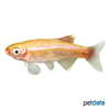 Tanichthys albonubes 'Gold' Kardinalfisch-Gold
