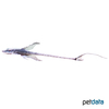 Sturisomatichthys panamense Panama-Bartwels