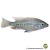 Protomelas similis Regenbogen-Haplochromis