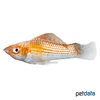 Poecilia latipinna var. Molly Sunburst