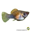 Poecilia latipinna var. Molly Kupfer Grün