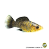 Poecilia latipinna var. Molly Leopard