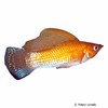 Poecilia velifera var. Segelkärpfling Gold