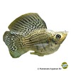 Poecilia latipinna var. Ballon-Molly Grün