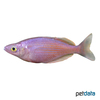 Melanotaenia splendida Östlicher Regenbogenfisch