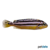 Melanochromis auratus Türkisgoldbarsch