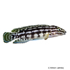 Julidochromis marlieri 'Kalambo' Schachbrett-Schlankcichlide Kalambo