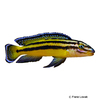 Julidochromis regani 'Kipili' Vierstreifen-Schlankcichlide Kipili