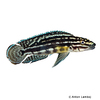 Julidochromis regani Vierstreifen-Schlankcichlide