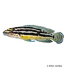 Julidochromis ornatus Gelber Schlankcichlide