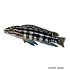 Julidochromis marlieri Schachbrett-Schlankcichlide