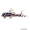 Hypancistrus zebra Zebra-Harnischwels