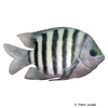 Abudefduf bengalensis Bengalischer Feldwebelfisch