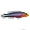 Pseudochromis bitaeniatus Doppeltstreifen-Zwergbarsch