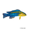 Pseudochromis cyanotaenia Blaustreifen-Zwergbarsch