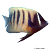 Pomacanthus sexstriatus Sechsbinden-Kaiserfisch