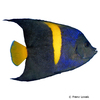 Pomacanthus asfur Halbmond-Kaiserfisch
