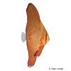 Platax orbicularis Gewöhnlicher Fledermausfisch