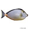 Naso lituratus Gelbklingen-Nasendoktorfisch
