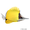 Forcipiger flavissimus Gelber-Maskenpinzettfisch