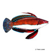 Cirrhilabrus rubriventralis Rotflossen-Lippfisch
