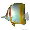 Chelmon marginalis Vierbinden-Pinzettfisch
