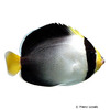 Chaetodontoplus mesoleucus Mond-Samtkaiserfisch