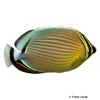 Chaetodon trifasciatus Rippelstreifen-Falterfisch