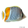 Chaetodon mertensii Winkel-Orangenfalterfisch