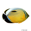 Chaetodon austriacus Rotmeer-Rippenstreifen-Falterfisch