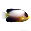 Centropyge multicolor Bunter Zwergkaiserfisch