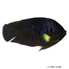 Centropyge flavipectoralis Mondstrahl-Zwergkaiserfisch