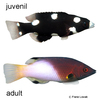 Bodianus axillaris Achselpunkt-Lippfisch